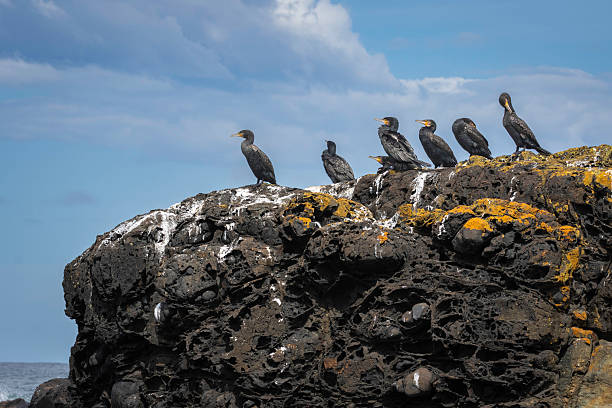 istock Shags on a rock, Narooma, NSW, October 2024 2215496810