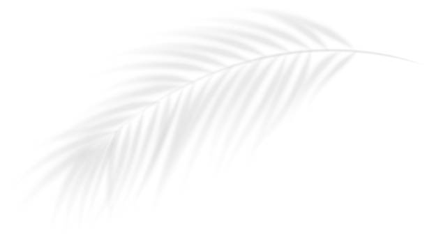 istock The transparent shadow overlay effect tropic leaf. Realistic transparent shadow of a bamboo branch. Mockup with tropic palm leaves shadow. Vector illustration 2215497846