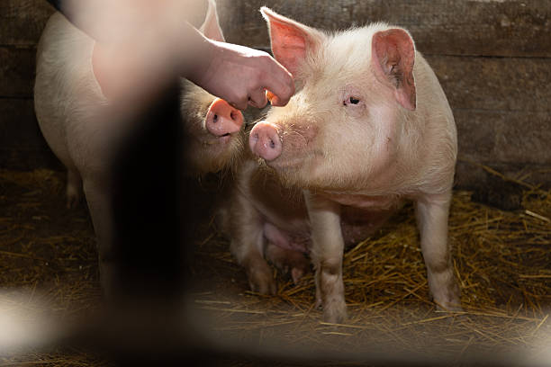 The process of caring for pigs within a farm environment involves various important aspects