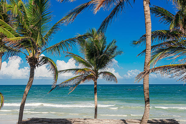 White sand tropical beach and palm trees in Tulum, Yucatan Peninsula, Mexico