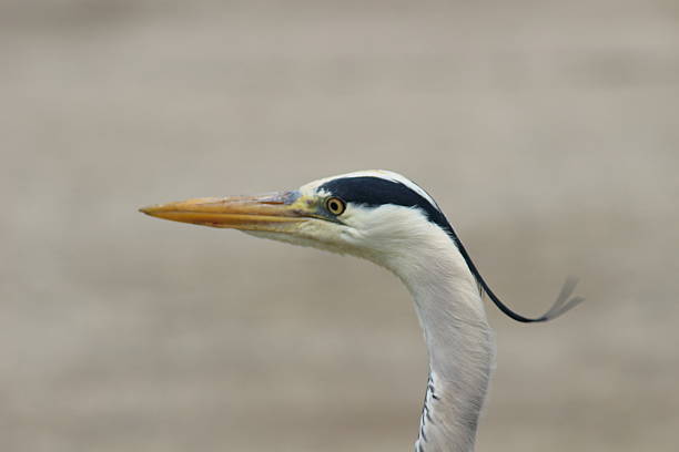 Gray heron eating a shrimp