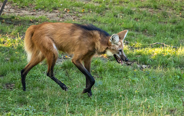 istock The maned wolf (chrysocyon brachyurus) walks on the grass 2215504540