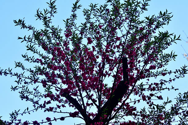 Peach blossom blooms in early spring before the leaves, from March to early April, depending on the height and geographical locations. The color of blossom varies from red, pink and white. Peach tree is admired for its beauty and fragrant blossoms as much as its fruits.