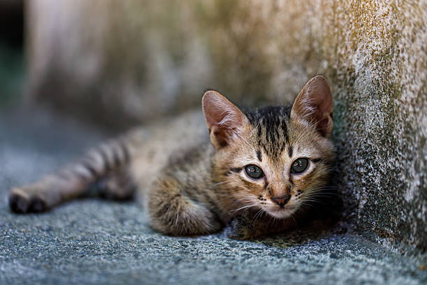 A stray kitten lying quietly beside a rough wall, portraying the reality of street animals.