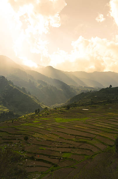 Terraced fields stretch across a sunlit valley, with misty mountains and golden rays creating a serene, picturesque rural landscape. Vertical image.