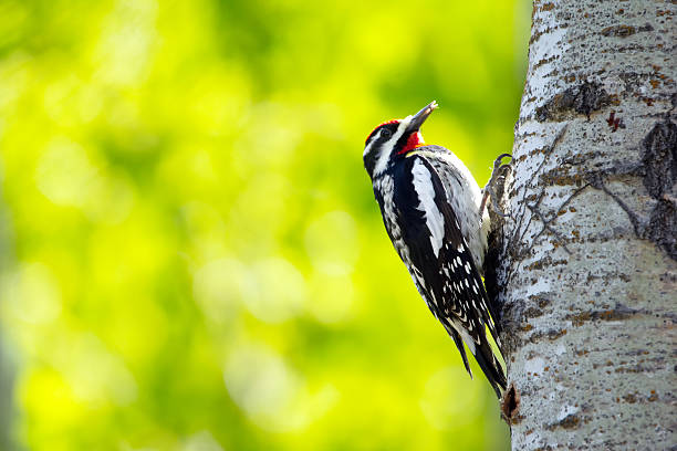 istock Woodpecker Yellow-bellied sapsucker is on the poplar tree trunk. 2215508721