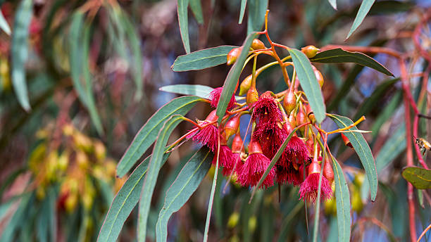 istock Red Flowering Eucalyptus Gum Blossoms in Australia 2215509637