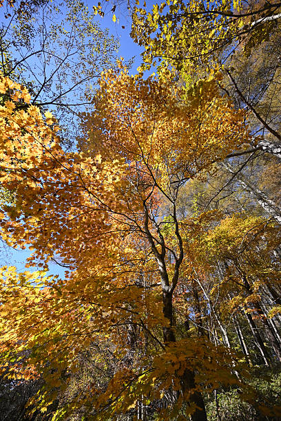 istock Climbing Mt. Daibosatsurei , Yamanashi, Japan 2215509709