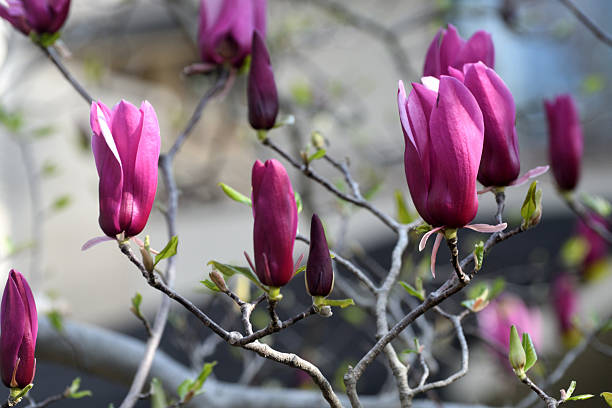 Magnolia liliiflora or Lily magnolia is deciduous shrub that blooms large pink to purple showy flowers in early spring before the leaves come out. It is one of the smaller species found in the magnolia genus, growing to about 4 meters high. It is native to China, but has been cultivated over centuries in Japan as well and sometimes called Japanese magnolia. Other names include Mulan magnolia, purple magnolia, red magnolia, tulip magnolia, Jane magnolia and woody-orchid.