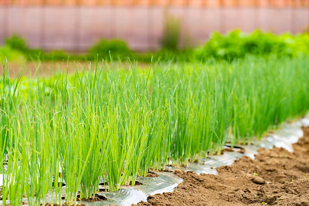 istock Green onions grown with mulch in a field 2215510830