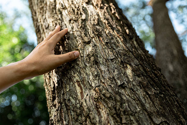 istock Hand of man touching old tree bark. 2215513011
