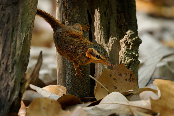 istock Northern smooth-tailed treeshrew - Dendrogale murina small mammals closely related to primates, also called tree shrews or banxrings, feeds on invertebrates but rarely on fruits and plants 2215513361