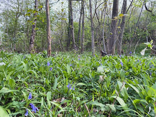 istock Spring bluebells and wild garlic in native woodland 2215513645