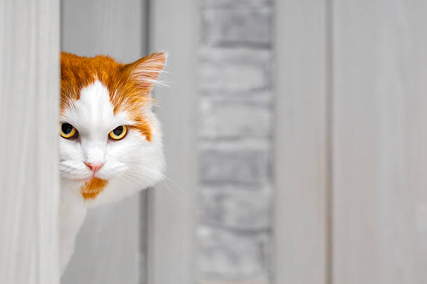 istock an angry cat peeks out from around the corner 2215515412