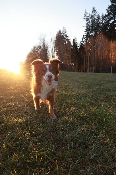 istock Dog is running in a field with the sun shining on it 2215516634
