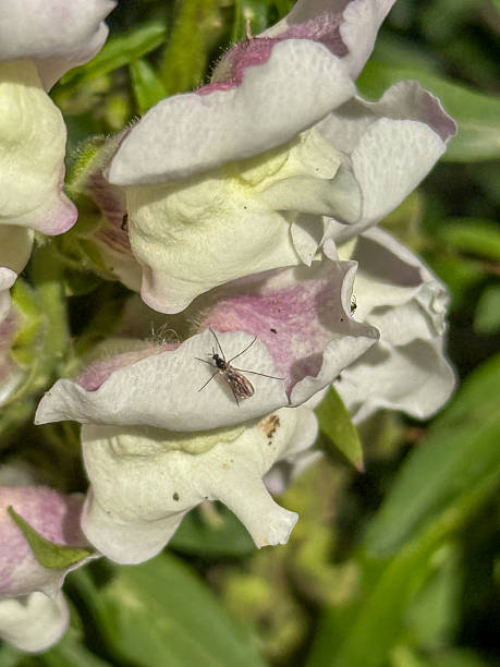 Antirrhinum plant and mosquito