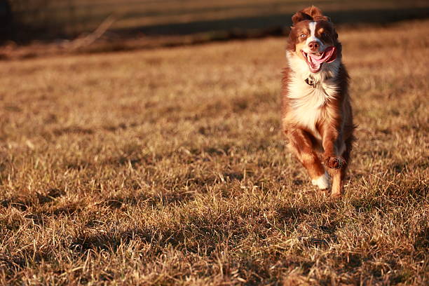 istock Brown and white dog is running through a field of tall grass 2215519763