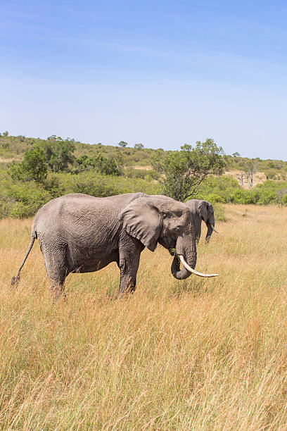 istock African Elephants grazing grass on the savanna 2215519934
