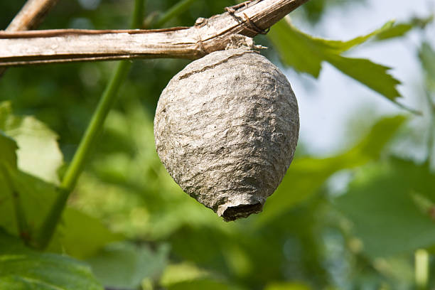 istock Real Estate wasps 2215522064