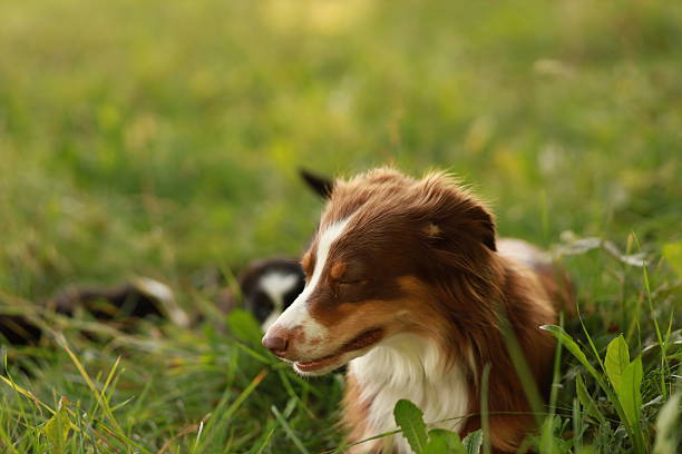 A brown and white dog is laying in the grass. The dog is relaxed and he is enjoying the outdoors. .