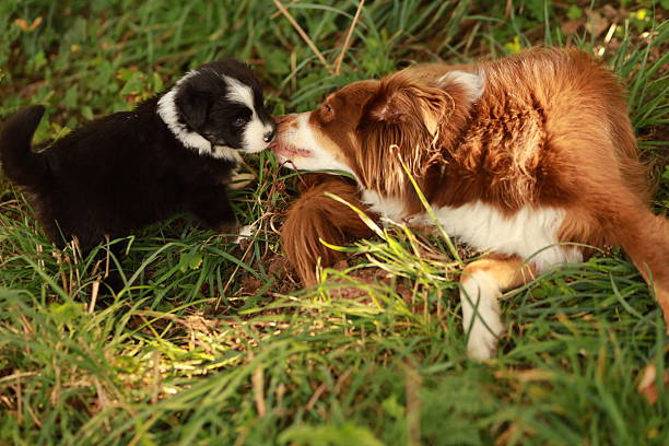 istock A small black and white dog is playing with a larger brown and white dog 2215524844