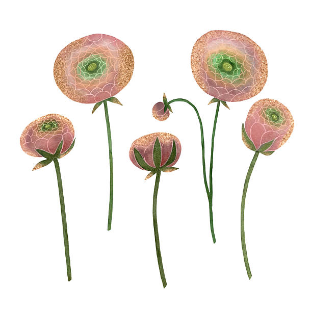 istock Delicate watercolor pink, coral and dusty rose ranunculus flowers with buds and stems on white background, Hand-drawn floral artwork, Gentle peony and ranunculus floral elements, Pink flowers illustration set, Ranunculus blooming flowers without leaves, B 2215525854