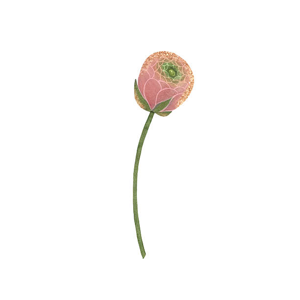 istock Delicate watercolor pink, coral and dusty rose ranunculus flower on white background, Hand-drawn floral artwork, Gentle peony floral element, Pink flower illustration, Ranunculus blooming flower without leaves, Beautiful spring ranunculus flower 2215525893