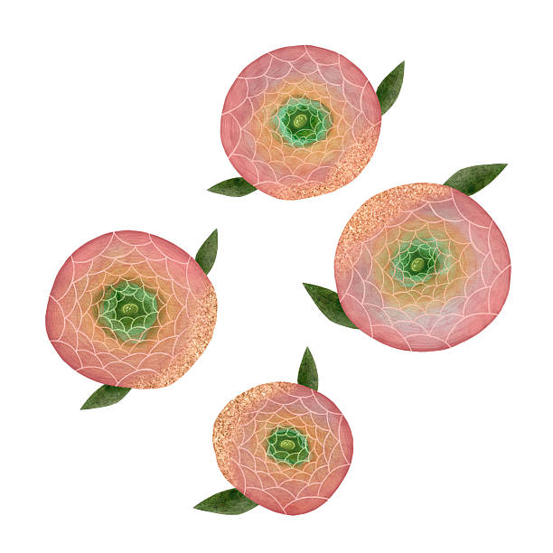 istock Delicate watercolor pink, coral and dusty rose ranunculus flower on white background, Hand-drawn floral artwork, Gentle peony floral element, Pink flower illustration, Ranunculus blooming flower without leaves, Beautiful spring ranunculus flower 2215526007
