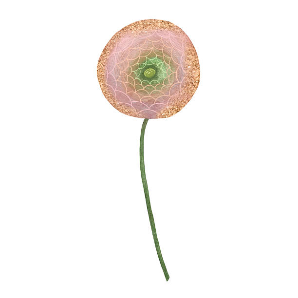 istock Delicate watercolor pink, coral and dusty rose ranunculus flower on white background, Hand-drawn floral artwork, Gentle peony floral element, Pink flower illustration, Ranunculus blooming flower without leaves, Beautiful spring ranunculus flower 2215526023
