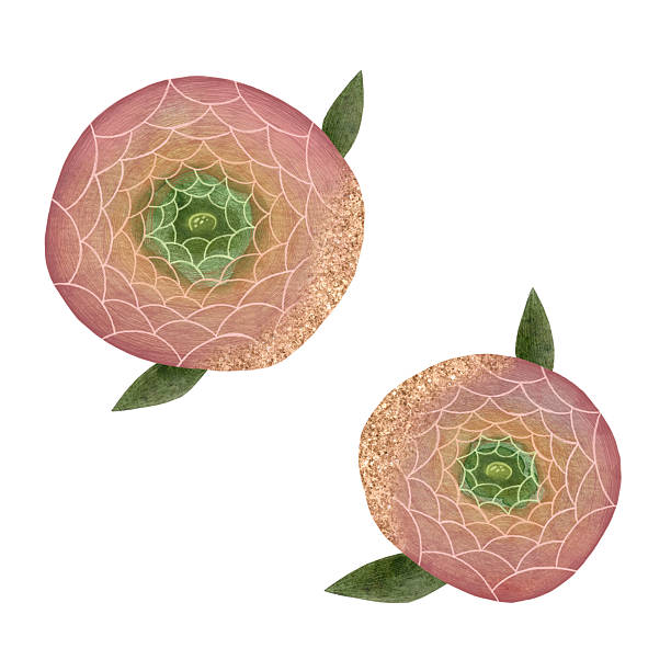 istock Delicate watercolor pink, coral and dusty rose ranunculus flower on white background, Hand-drawn floral artwork, Gentle peony floral element, Pink flower illustration, Ranunculus blooming flower without leaves, Beautiful spring ranunculus flower 2215526157