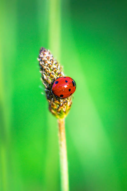 ladybug in close up
