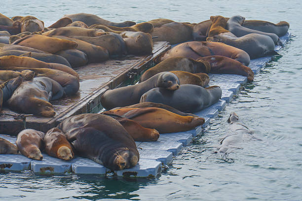 Sunbathing Sea Lions on a Dock in Oceanside California