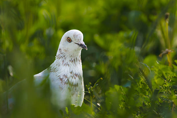 bird in close up