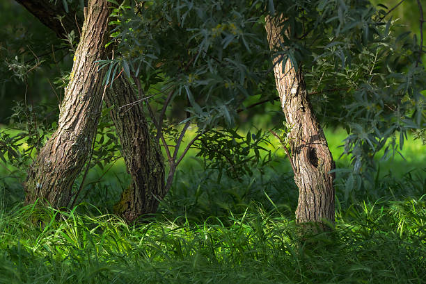 trees at morning