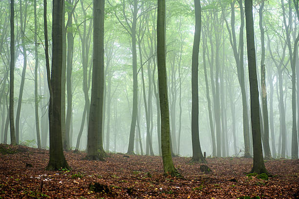 istock Foggy morning in green forest 2215527933