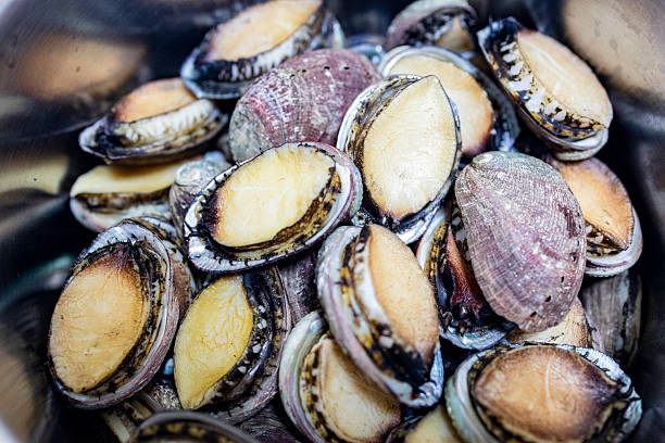 istock Small abalones, gift from the ocean 2215527989