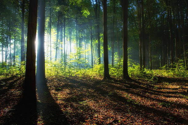 Morning sun light cutting through thick fog  in a blurry autumn forest scene. Tall out of focus pine trees, moody atmosphere, no people