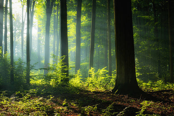 istock Beautiful sunrise in green forest 2215528357