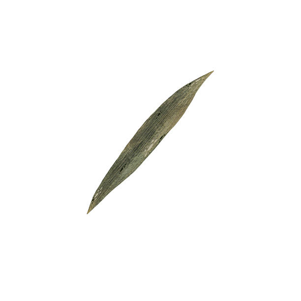 istock Watercolor succulent green leaf of iris flower illustration, iris leaf isolated on white background, botanical illustration of long smooth leaf of plant in shades of green, hand drawn plant leaf, botanical design element 2215528493