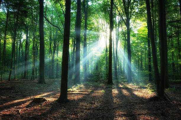istock Beautiful sunrise in green forest 2215528548
