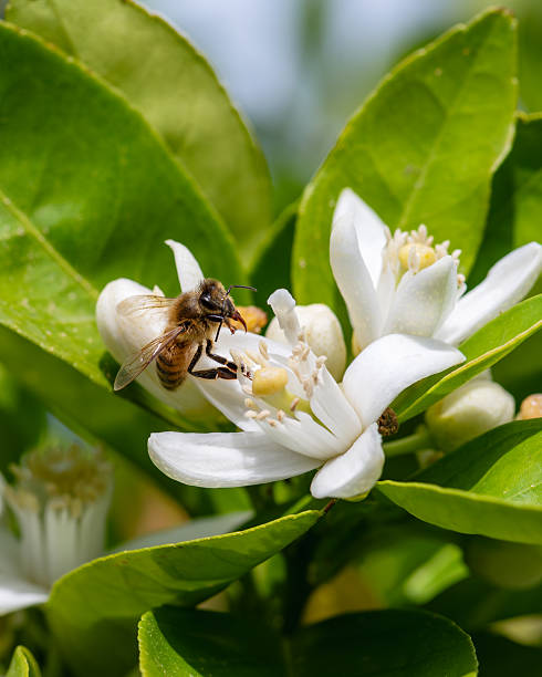 istock Pollinating bee among orange blossoms. Insects. 2215528883