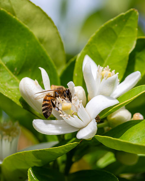 istock Pollinating bee among orange blossoms. Insects. 2215528885