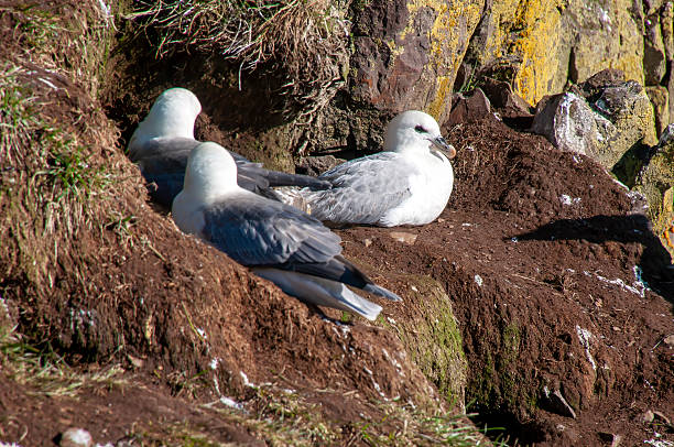 Fulmarus glacialis also known as northern fulmar, fulmar, or Arctic fulmar is an abundant seabird found primarily in subarctic regions of the North Atlantic and North Pacific oceans.