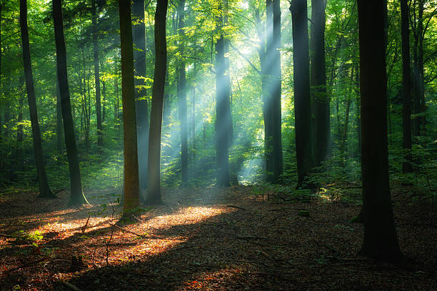 istock Beautiful sunrise in green forest 2215529303