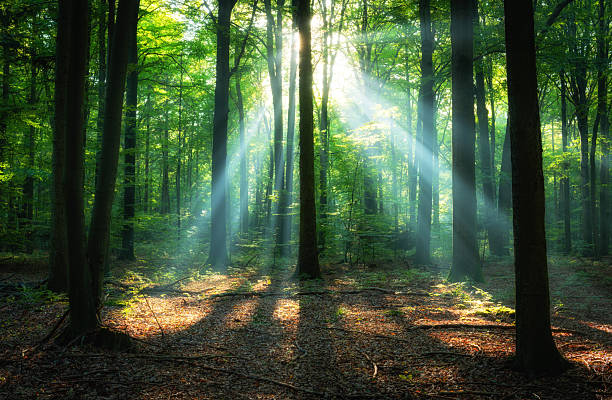 istock Beautiful sunrise in green forest 2215529304