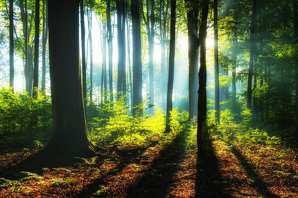 istock Beautiful sunrise in green forest 2215529446