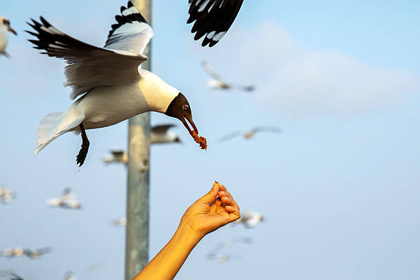 istock Sea gull try to catch a food from human hand 2215532436