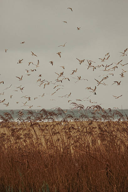 istock Birds flying over the reeds at sunset 2215532769