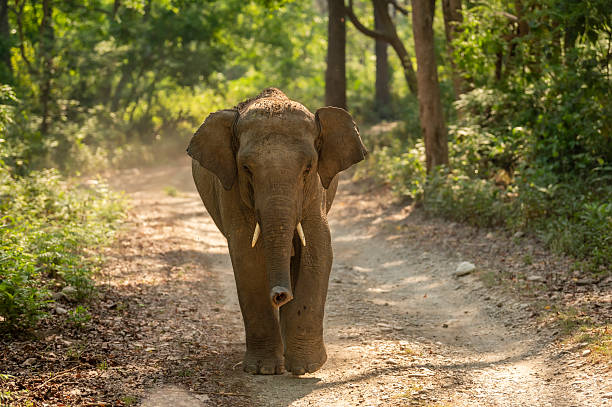 wild aggressiv junger asiatischer elefant oder elephas maximus indicus strassensperre frontal angreifen im sommer saison safari natürlich grün hintergrund dhikala jim corbett nationalpark wald uttarakhand indien - jim corbett nationalpark stock-fotos und bilder