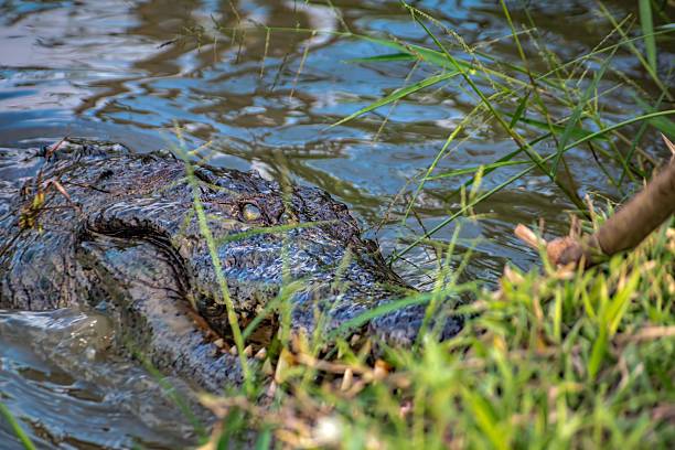 istock Crocodile Partially Submerged in Water Amongst Grasses 2215534800